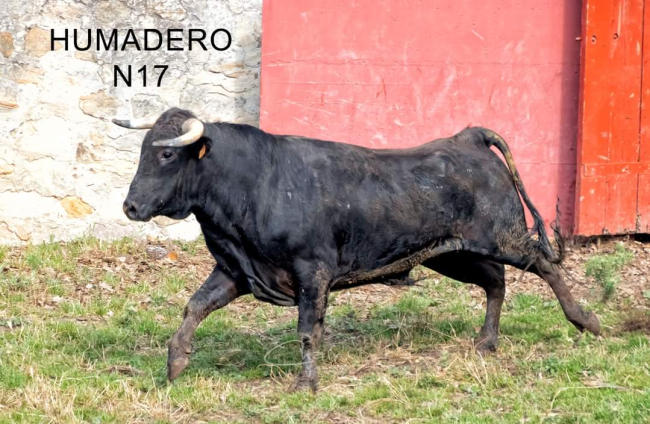 Humadero. Los 'toricos' de San Juan en Valonsadero. J.L.CHAÍN
