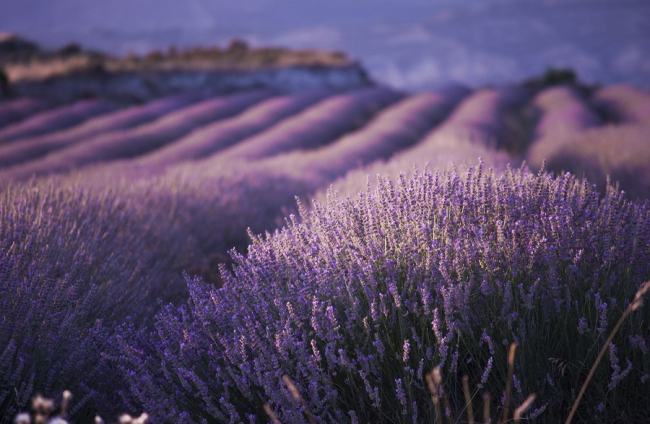 «San Felices Purple». María González Ruiz