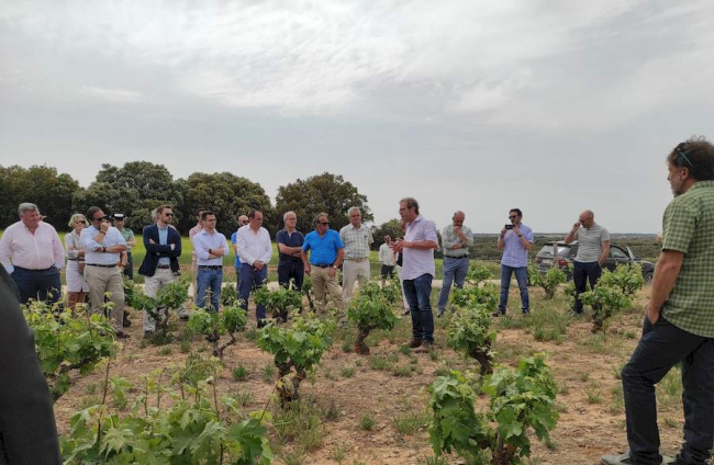 Viñas Viejas y DO Ribera del Duero