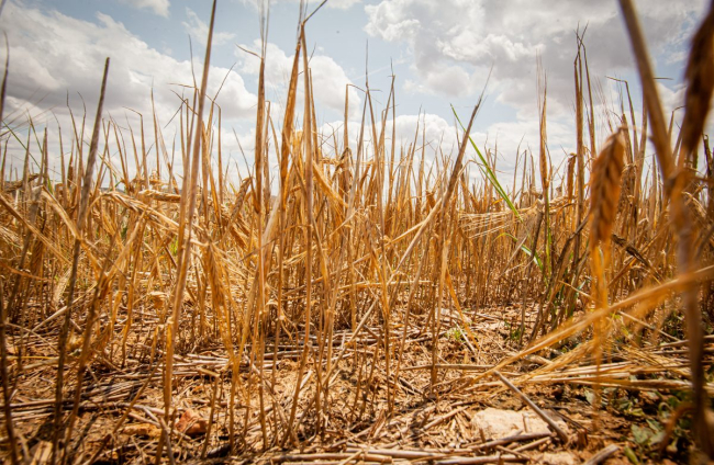Valoración de la parcela de cultivo siniestrada por la sequía