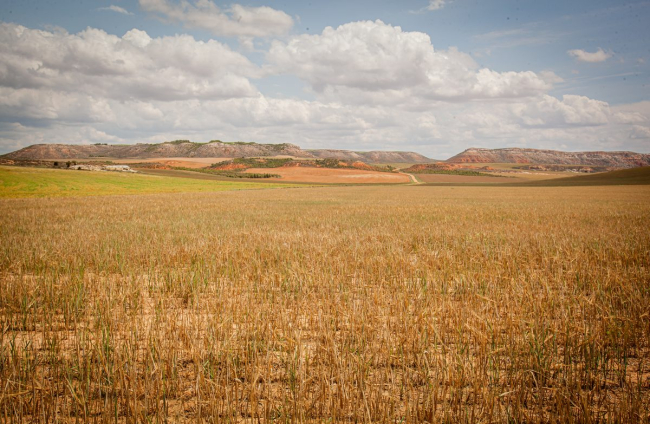 Valoración de la parcela de cultivo siniestrada por la sequía