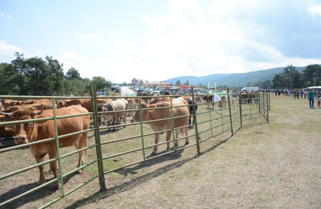 Feria Ganadera de Covaleda en su edición de 2023.