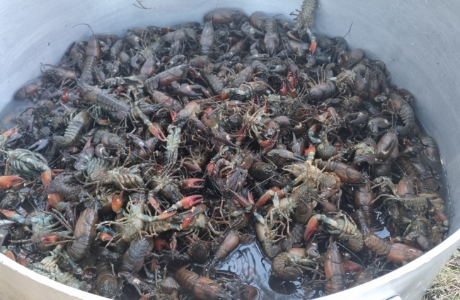 Duruelo de la Sierra celebró su primer Cangrejo Fest.
