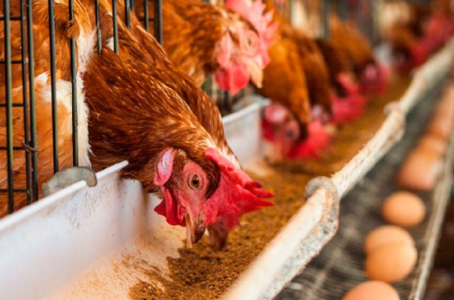 Las gallinas ponedoras, los pollos de engorde, las cerdas y los terneros pueden por norma meterse en jaulas. HDS
