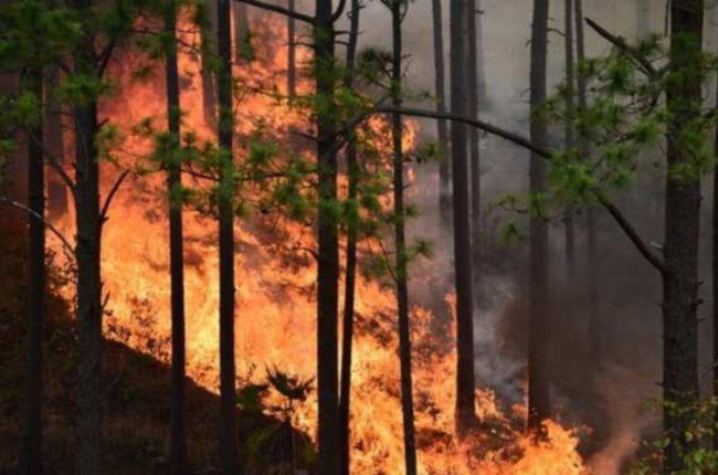 Incendio forestal en China.-AFP