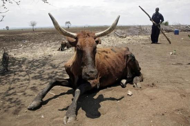 Un ganadero y una vaca exhausta en el área de Chisumbanje, 500 kilómetros al este de Harare, la capital de Zimbabue, el día 15.-EFE / AARON UFUMEL