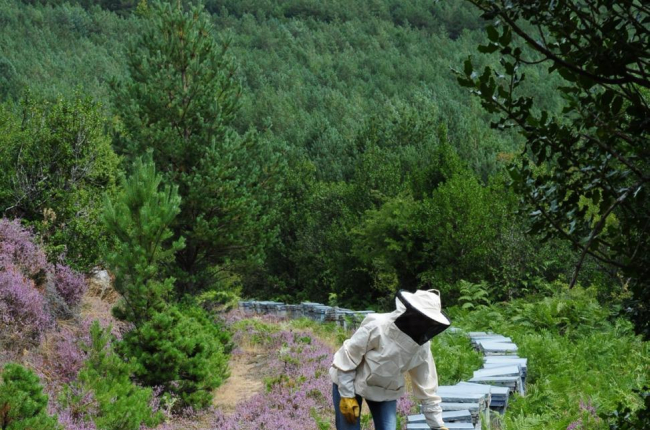 La apicultura soriana Julia Gómez en plena tarea.-CEDIDA