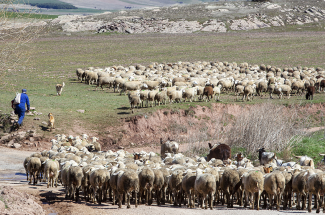 Rebaño de ovejas en Borobia. MARIO TEJEDOR