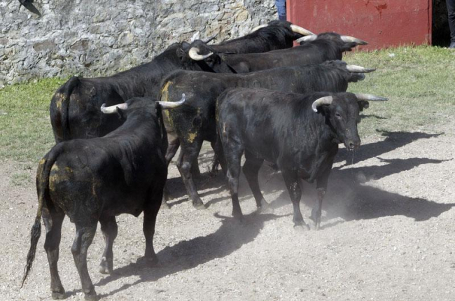 Los toros para La Saca en Valonsadero. MARIO TEJEDOR