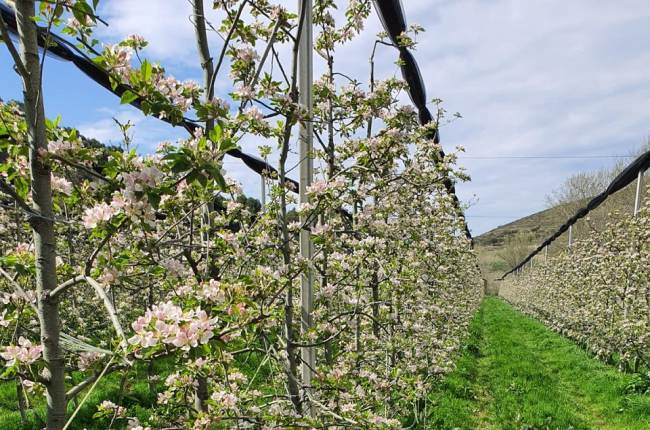 Manzanos floreciendo / HDS