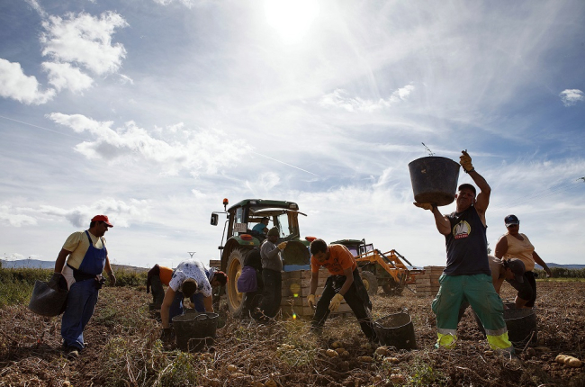 Un equipo de temporeros recoge patatas en una finca de la localidad soriana de Añavieja. / concha ortega / ical