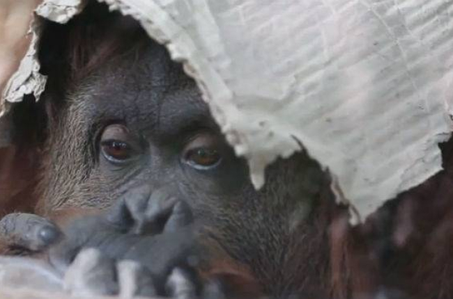 Sandra, la orangután que lleva desde 1994 recluida en un zoológico de Argentina.-Foto: ATLAS