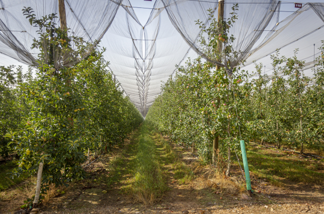 Manzanos en las plantaciones de Nufri. HDS