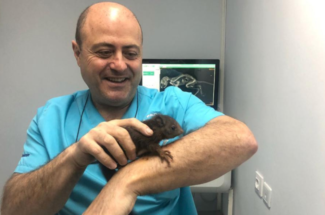La ardilla, ya recuperada, sube por el brazo del veterinario José Luis Serrano.-HDS