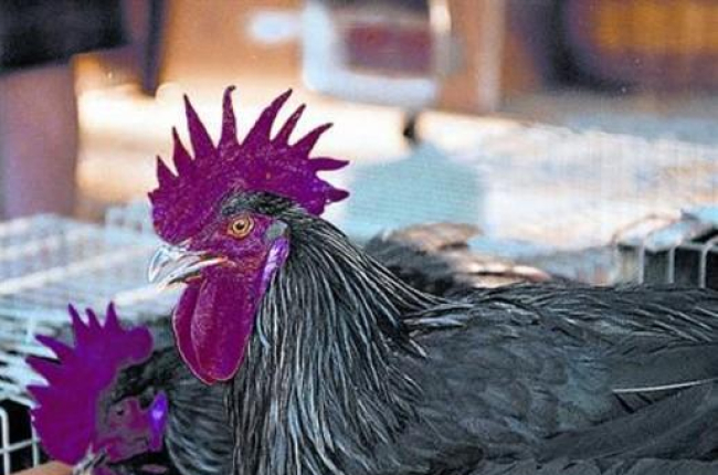 Dos magníficos ejemplares de gallos negros del Penedès-ARCHIVO