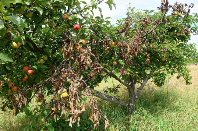 Árboles frutales afectados por el fuego bacteriano, en la localidad de Columbrianos (León)-ICAL