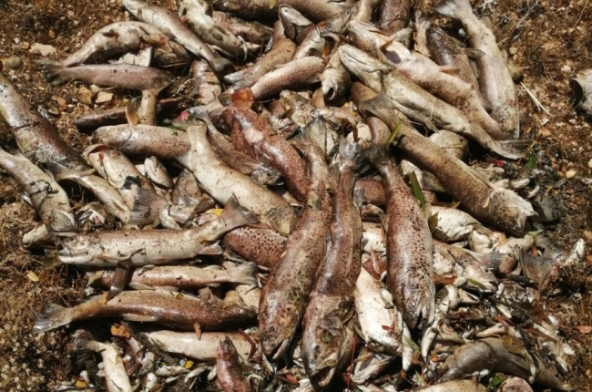 Decenas de truchas muertas en uno de los montones sacados del agua. HDS