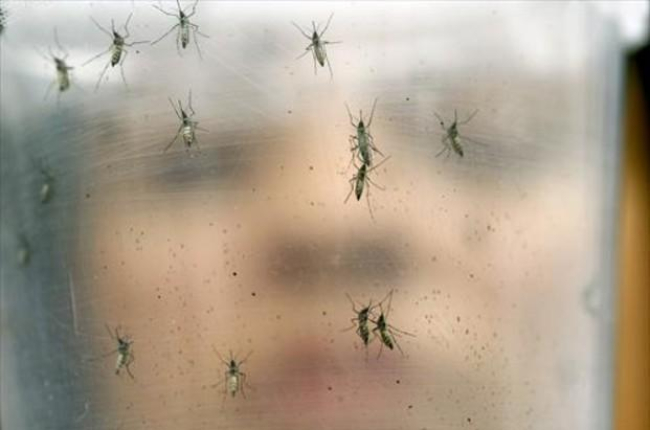 Mosquitos transmisores del virus zika, en el laboratorio de una institución biomédica universitaria de Sao Paulo, en Brasil.-AP / ANDRÉ PENNER