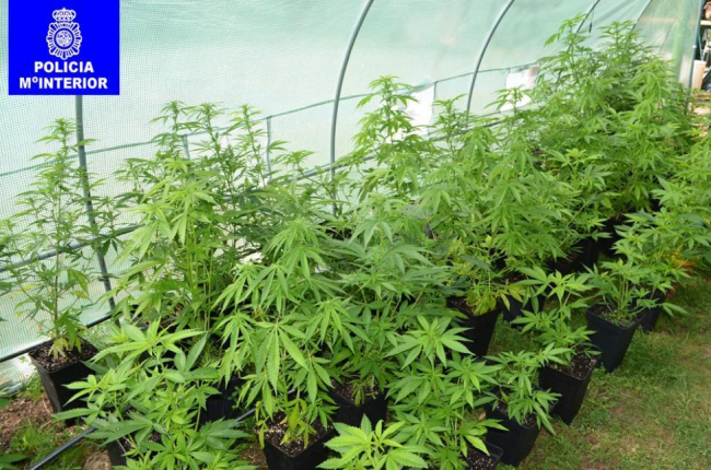 Plantas de marihuana en una finca en Cadosa.-POLICÍA NACIONAL