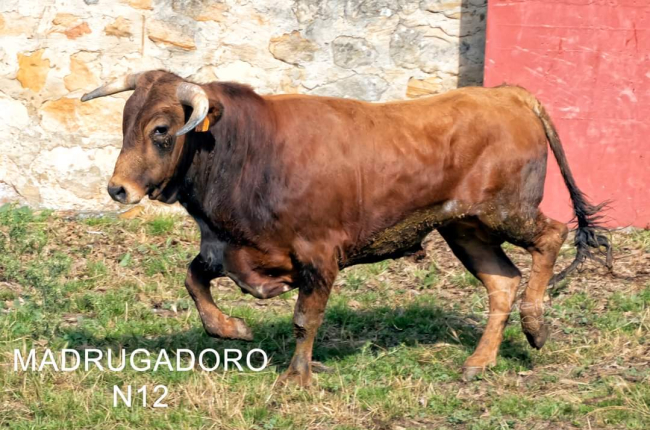<p>Las cuadrillas conocerán este Lavalenguas el lote de novillos que les ha tocado en suerte. Los de la Saca que están en el monte llevan aparejados los del Viernes de Toros, que descansan en la plaza. Estos son los 'toricos' de San Juan.</p>
<p>FOTOS: J.L. CHAÍN</p>