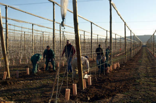 La finca de Nufri con las estacas que marcan donde se van a plantar los nuevos manzanos. / JAVIER SOLÉ-