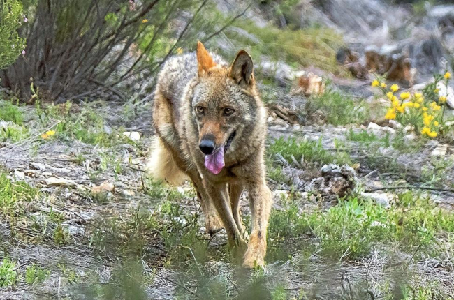 Un lobo nacido en el Centro del Lobo Ibérico de Castilla y León ubicado en Zamora, en una imagen de archivo. --ICAL