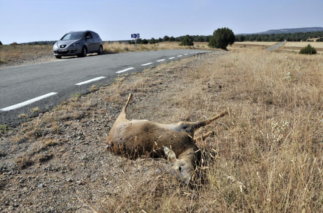 Un corzo junto a una carretera de la provincia y después de un accidente.-VALENTIN GUISANDE