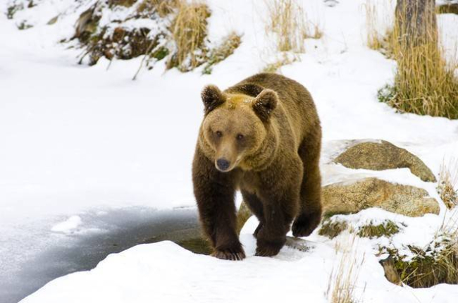 Un oso pardo en los Pirineos nevados.-Foto: IÑAKI RELANZON