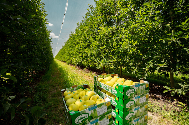 Recolección de manzana en La Rasa, en El Burgo de Osma.HDS