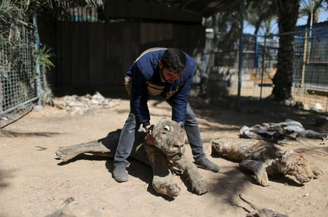 Mohammad Oweida, dueño del zoo, muestra los animales que murieron durante la guerra del 2014 en el zoo de Jan Yunis de Gaza.-IBRAHEEM ABU MUSTAFA / REUTERS