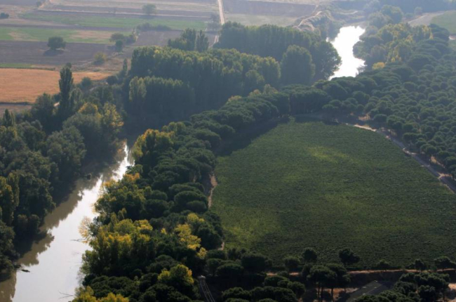 Viñedos y río Duero en la Ribera del Duero cerca de Pesquera de Duero (Valladolid).