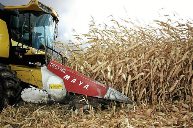 Un trabajador en plenas labores de cosecha en una parcela de maíz en la provincia de León, la principal productora de España.-ICAL