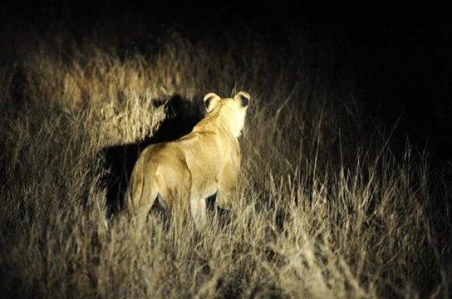 Una de las leonas fugadas.-AFP