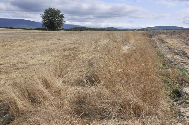 Cultivos dañados por la sequía en Soria-V.G.