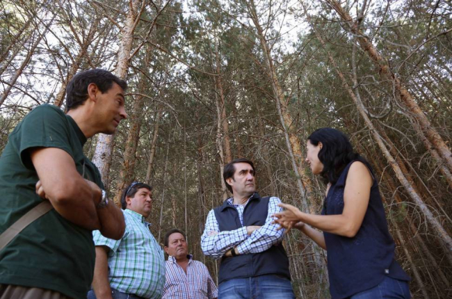 El consejero de Fomento y Medio Ambiente, Juan Carlos Suárez-Quiñones, visita el monte pinar de Navafría en el Parque Natural de Guadarrama-Ical