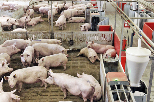 Cerdos en una granja. HDS