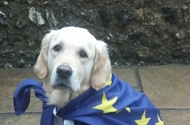 Fotografía de un perro en un colegio electoral en el Reino Unido.-