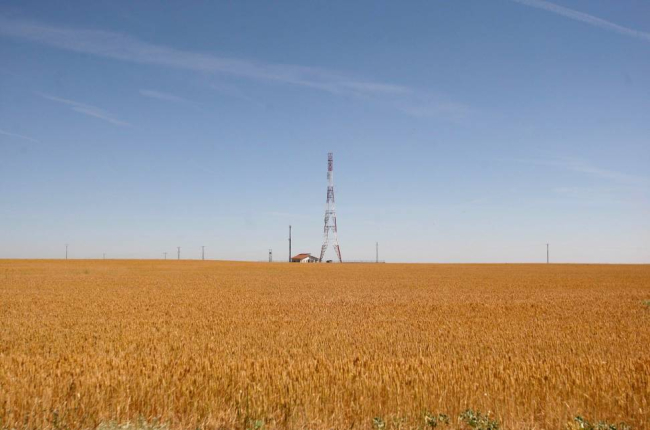 Plantación de trigo en la provincia de Valladolid-Ical