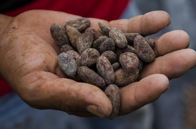 Un hombre muestra unas semillas de cacao secas en Nicaragua.-EFE/ JORGE TORRES
