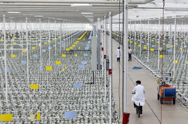 Instalaciones de Aleia Roses, donde ya no se producirán rosas por decisión de sus nuevos propietarios.