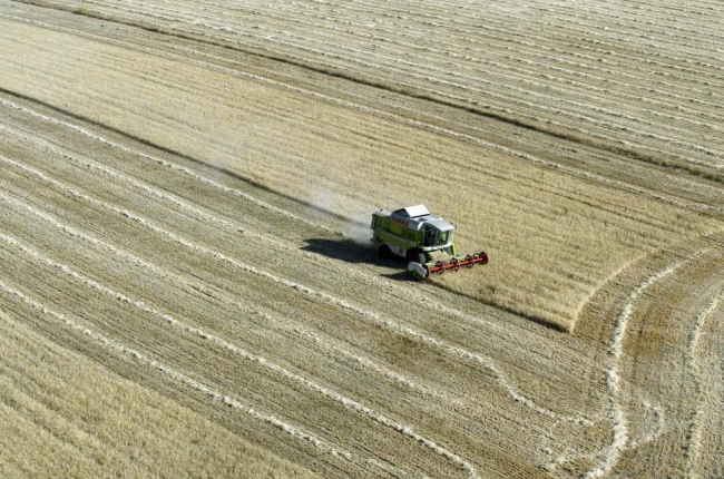 Una cosechadora trabaja en un campo de cereal en Valladolid.-ICAL