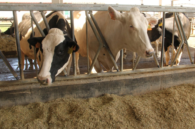 Explotación de ganado vacuno en Ribas de Campos (Palencia)