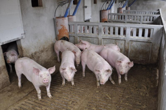 Granja porcina en Aragón-EL PERIÓDICO