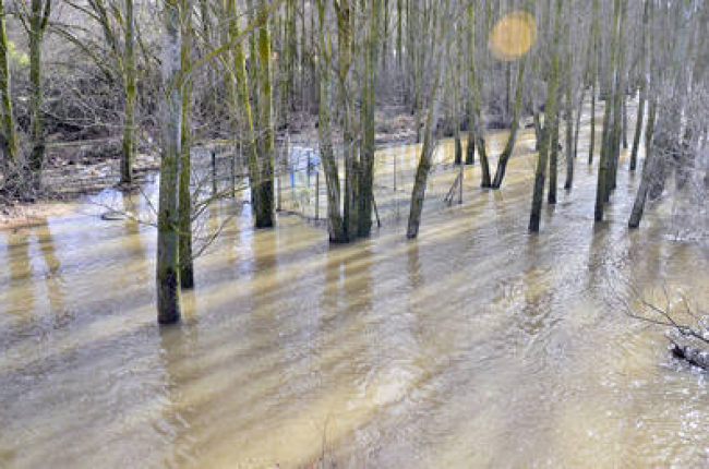 Riberas del Duero anegadas por el agua ayer en Garray. / A. M. -