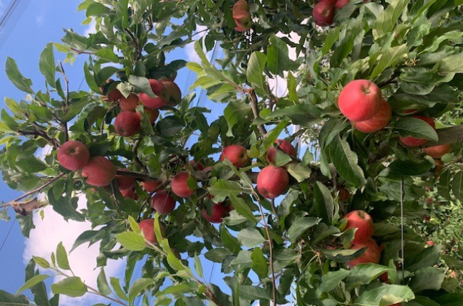 Manzanos de Altos de Yara