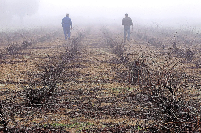 Dos viticultores examinan su explotación en un viñedo de la localidad zamorana de Riofrío de Aliste. / M. Deneiva