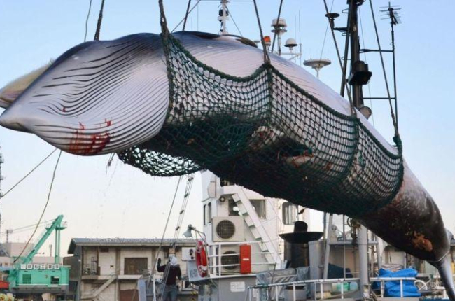 Captura de una ballena con fines científicos en Japón.-EL PERIÓDICO