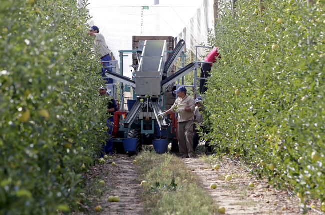 Finca soriana de La Rasa donde Nufri produce sus manzanas. / HDS