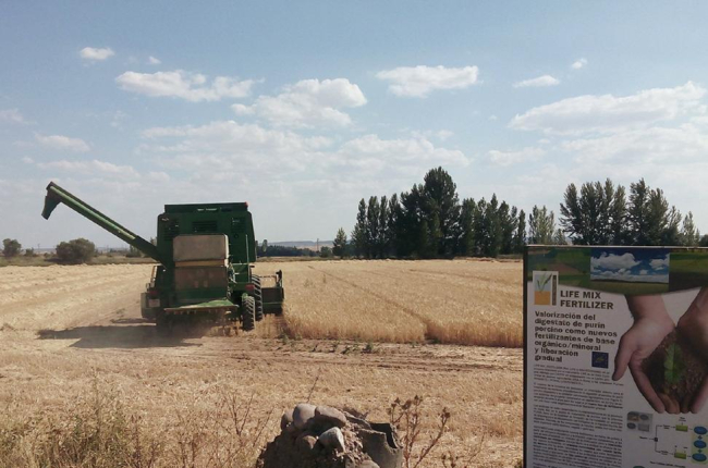 Uno de los campos en la zona de Almazán tratada con el nuevo fertilizante de base orgánica y mineral.-CARTIF