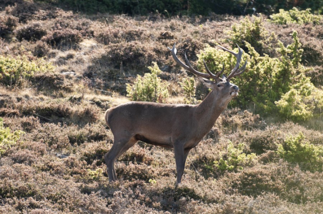 Un ciervo macho brama en la berrea de Soria para atraer la atención de las hembras. VALENTÍN GUISANDE - ICAL